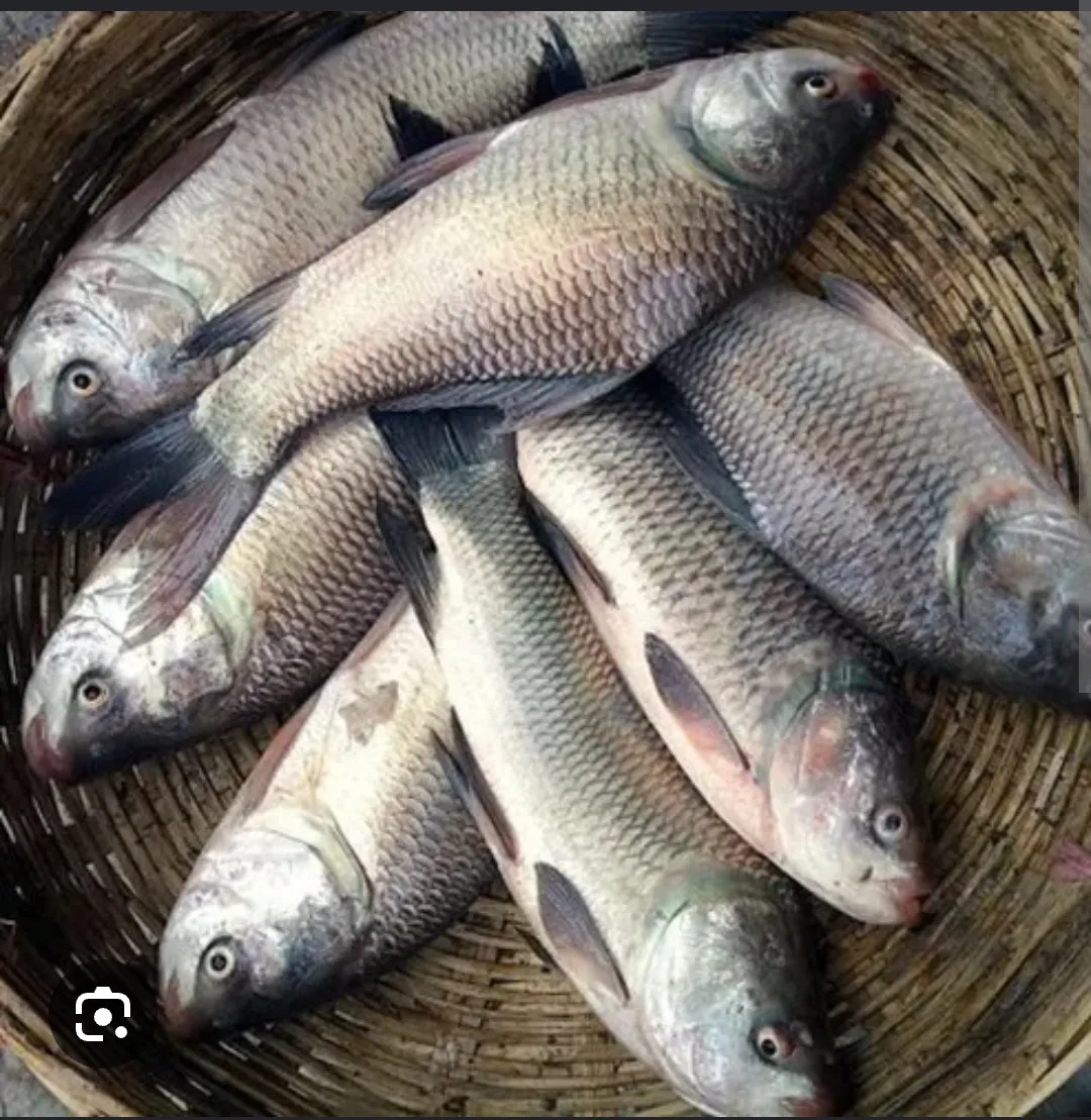 Fish Fresh